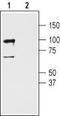 GluR-C antibody, TA328829, Origene, Western Blot image 
