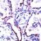 Claudin 5 antibody, PA1-37473, Invitrogen Antibodies, Immunohistochemistry paraffin image 