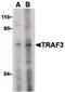 TNF Receptor Associated Factor 3 antibody, PA5-20166, Invitrogen Antibodies, Western Blot image 