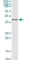 AHSA1 antibody, H00010598-M02, Novus Biologicals, Immunoprecipitation image 