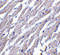 Prostaglandin D2 Receptor 2 antibody, 4029, ProSci, Immunohistochemistry paraffin image 