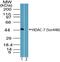 Histone Deacetylase 7 antibody, TA336889, Origene, Western Blot image 