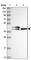 Chitinase Domain Containing 1 antibody, HPA039374, Atlas Antibodies, Western Blot image 