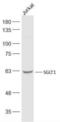 Solute Carrier Family 5 Member 1 antibody, orb11364, Biorbyt, Western Blot image 