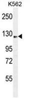 Aminoadipate-Semialdehyde Synthase antibody, AP50013PU-N, Origene, Western Blot image 