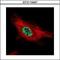 PIAS4 antibody, GTX110497, GeneTex, Immunofluorescence image 