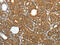 Prx-III antibody, CSB-PA195573, Cusabio, Immunohistochemistry frozen image 