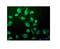 WEE1 G2 Checkpoint Kinase antibody, A01319-1, Boster Biological Technology, Immunofluorescence image 
