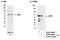 Interferon regulatory factor 5 antibody, A303-385A, Bethyl Labs, Immunoprecipitation image 