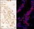 Zinc Finger Protein 326 antibody, A301-880A, Bethyl Labs, Immunofluorescence image 