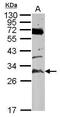 TatD DNase Domain Containing 3 antibody, PA5-28490, Invitrogen Antibodies, Western Blot image 