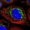Translocase Of Inner Mitochondrial Membrane 44 antibody, NBP1-86941, Novus Biologicals, Immunofluorescence image 