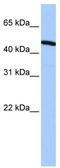 Zinc Finger Protein 514 antibody, TA345457, Origene, Western Blot image 