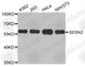 Sestrin 2 antibody, A5028, ABclonal Technology, Western Blot image 