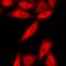 DNA Topoisomerase II Binding Protein 1 antibody, orb412377, Biorbyt, Immunofluorescence image 