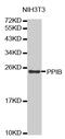 Peptidylprolyl Isomerase B antibody, MBS127919, MyBioSource, Western Blot image 