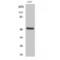 Keratin 15 antibody, LS-C383051, Lifespan Biosciences, Western Blot image 