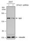 Stromal Antigen 1 antibody, NBP2-43750, Novus Biologicals, Western Blot image 