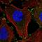 Leupaxin antibody, HPA061441, Atlas Antibodies, Immunofluorescence image 