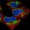 Mitochondrial Ribosomal Protein S14 antibody, NBP2-13622, Novus Biologicals, Immunofluorescence image 