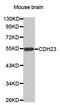 Cadherin Related 23 antibody, A02149-1, Boster Biological Technology, Western Blot image 