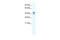 Homeobox protein ESX1 antibody, 28-575, ProSci, Enzyme Linked Immunosorbent Assay image 