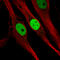 Kruppel Like Factor 4 antibody, AMAb91388, Atlas Antibodies, Immunofluorescence image 