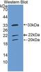 CLL-1 antibody, MBS2004237, MyBioSource, Western Blot image 