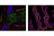 Gap Junction Protein Alpha 1 antibody, 3512S, Cell Signaling Technology, Flow Cytometry image 