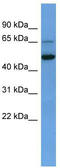 IQ Motif Containing B1 antibody, TA342738, Origene, Western Blot image 