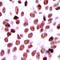 Proline-rich protein BCA3 antibody, orb318958, Biorbyt, Immunohistochemistry paraffin image 