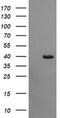 Cell division cycle protein 123 homolog antibody, MA5-26190, Invitrogen Antibodies, Western Blot image 