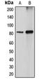 CEN2 antibody, orb340905, Biorbyt, Western Blot image 