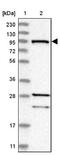 Ras And Rab Interactor 1 antibody, NBP1-85905, Novus Biologicals, Western Blot image 