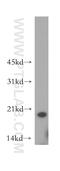 Optic atrophy 3 protein antibody, 15638-1-AP, Proteintech Group, Western Blot image 