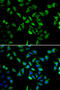 Eukaryotic translation initiation factor 3 subunit C antibody, 22-638, ProSci, Immunofluorescence image 