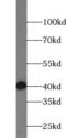 WD Repeat Domain 77 antibody, FNab09503, FineTest, Western Blot image 