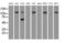 Sialic Acid Binding Ig Like Lectin 9 antibody, MA5-24919, Invitrogen Antibodies, Western Blot image 