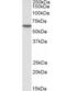 Karyopherin Subunit Alpha 3 antibody, orb18610, Biorbyt, Western Blot image 
