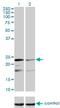 Mitochondrial Ribosomal Protein L12 antibody, H00006182-M01, Novus Biologicals, Western Blot image 