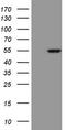 Estrogen Related Receptor Alpha antibody, TA809108, Origene, Western Blot image 