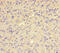 Glutaminyl-Peptide Cyclotransferase antibody, CSB-PA019135LA01HU, Cusabio, Immunohistochemistry frozen image 