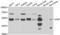 X-Linked Inhibitor Of Apoptosis antibody, LS-C346128, Lifespan Biosciences, Western Blot image 
