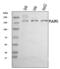 Phospholipase A2 Receptor 1 antibody, A04442-2, Boster Biological Technology, Western Blot image 