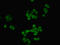 Ribonucleoprotein, PTB Binding 2 antibody, orb239296, Biorbyt, Immunofluorescence image 