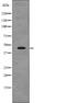 Vasodilator Stimulated Phosphoprotein antibody, abx219305, Abbexa, Western Blot image 