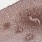 Dachsous Cadherin-Related 1 antibody, HPA017970, Atlas Antibodies, Immunohistochemistry frozen image 