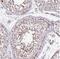 IZUMO Family Member 4 antibody, NBP2-30881, Novus Biologicals, Immunohistochemistry frozen image 