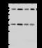 MRE11 Homolog, Double Strand Break Repair Nuclease antibody, 203501-T46, Sino Biological, Western Blot image 
