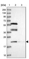 Protein Tyrosine Phosphatase Mitochondrial 1 antibody, PA5-60557, Invitrogen Antibodies, Western Blot image 
